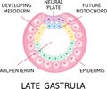 Late gasrtula. the process of nerulation. Human embryonic development. Vector illustration