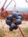 Late harvest grape Chilean Winery Royalty Free Stock Photo