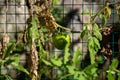 A green tomato among the dried and green branches Royalty Free Stock Photo