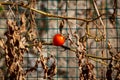 A red tomato among the dried, dead branches Royalty Free Stock Photo