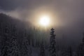 Late Hazy Sunset Through Fog Over Snowy Tree Tops in Mountain Forest