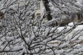 A late, heavy snowfall on the fallen tree branches