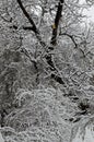 A late, heavy snowfall on the fallen tree branches