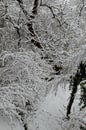 A late, heavy snowfall on the fallen tree branches