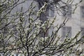 A late, heavy snowfall on the fallen tree branches