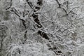 A late, heavy snowfall on the fallen tree branches