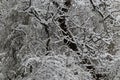 A late, heavy snowfall on the fallen tree branches