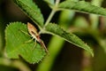 A late Instar of theTrue Bug, Gonocerus acuteangulatus in the UK in August Royalty Free Stock Photo