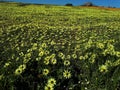 Yellow daisies, West Coast National Park, Western Cape, South Royalty Free Stock Photo