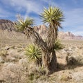 Late Night Trail, Mustang Loop, Red Rock Conservation Area, Southern Nevada, USA Royalty Free Stock Photo