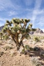 Late Night Trail, Mustang Loop, Red Rock Conservation Area, Southern Nevada, USA Royalty Free Stock Photo