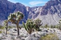 Late Night Trail, Mustang Loop, Red Rock Conservation Area, Southern Nevada, USA Royalty Free Stock Photo