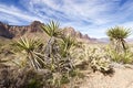 Late Night Trail, Mustang Loop, Red Rock Conservation Area, Southern Nevada, USA Royalty Free Stock Photo