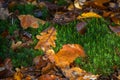 Colorful contrast during autumn in the Bergerbos in the Netherlands. Royalty Free Stock Photo