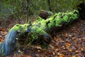 Fallen tree trunk with moss in the Bergerbos in the Netherlands. Royalty Free Stock Photo
