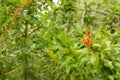 Pomegranate flowering in late spring Royalty Free Stock Photo