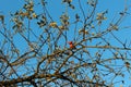 Late ripe apples on a dry tree in autumn against the background of a clear blue sky and silhouette of branches Royalty Free Stock Photo