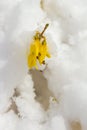 Late snow on blooming yellow forsythia