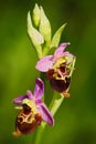 Late Spider Orchid, Ophrys holosericea, flowering European terrestrial wild orchid, nature habitat, detail of bloom, violetclear Royalty Free Stock Photo