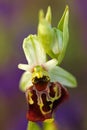 Late Spider Orchid, Ophrys holosericea, flowering European terrestrial wild orchid, nature habitat, detail of bloom, violetclear Royalty Free Stock Photo