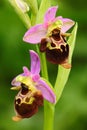 Late Spider Orchid, Ophrys holosericea, flowering European terrestrial wild orchid, nature habitat, detail of bloom, violetclear