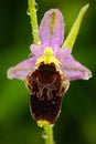 Late Spider Orchid, Ophrys holosericea, flowering European terrestrial wild orchid, nature habitat, detail of bloom, violetclear Royalty Free Stock Photo