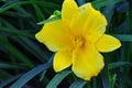 Daylily `Stella d`Oro` blooming in late spring Royalty Free Stock Photo