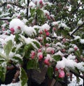 Late spring freeze stressed tree after natural cataclysm. Royalty Free Stock Photo