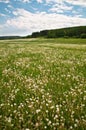 Late Spring Landscape