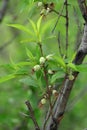 In late spring, the little peach is growing up. It looks very lovely.