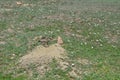 Late Spring in the North Dakota Badlands: Prairie Dog Next to its Burrow in the South Unit of Theodore Roosevelt National Park Royalty Free Stock Photo