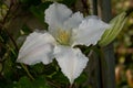 Clematis gillian blades in bloom