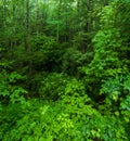 Late Spring, Roaring Fork Area, Smokies Royalty Free Stock Photo