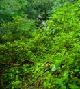 Late Spring, Roaring Fork Area, Smokies Royalty Free Stock Photo