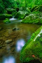 Late Spring, Roaring Fork Area, Smokies Royalty Free Stock Photo