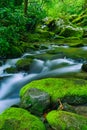 Late Spring, Roaring Fork Area, Smokies Royalty Free Stock Photo