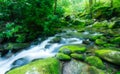 Late Spring, Roaring Fork Area, Smokies Royalty Free Stock Photo