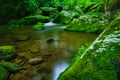 Late Spring, Roaring Fork Area, Smokies Royalty Free Stock Photo