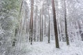 Late spring snow in the forest, unusual phenomena Royalty Free Stock Photo