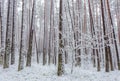 Late spring snow in the forest, unusual phenomena Royalty Free Stock Photo