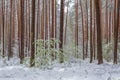 Late spring snow in the forest, unusual phenomena Royalty Free Stock Photo