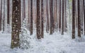 Late spring snow in the forest, unusual phenomena Royalty Free Stock Photo