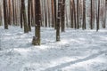 Late spring snow in the forest, unusual phenomena Royalty Free Stock Photo
