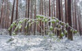 Late spring snow in the forest, unusual phenomena Royalty Free Stock Photo