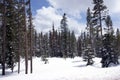 Late spring snow on pine forest Royalty Free Stock Photo