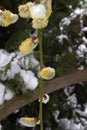 Late spring snow on yellow willow blossoms