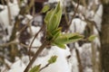 Late spring snow on the young leaves that have just opened