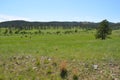 Late Spring in South Dakota: Buffalo Herd Scattered Not Far from the Corrals Along the Custer State Park Wildlife Loop Road in the Royalty Free Stock Photo