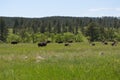 Late Spring in South Dakota: Custer State Park Buffalo Herd in the Black Hills Royalty Free Stock Photo