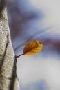 Cherry Tree Leaf Yields a New Beginning Royalty Free Stock Photo